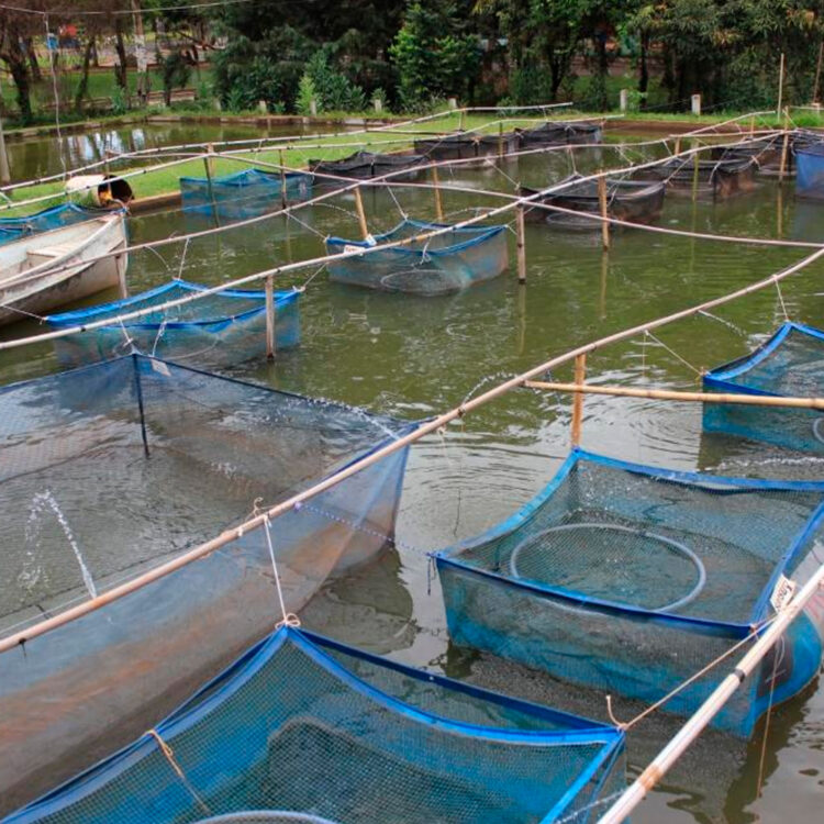 Aquicultura nas águas da União cresce 25%