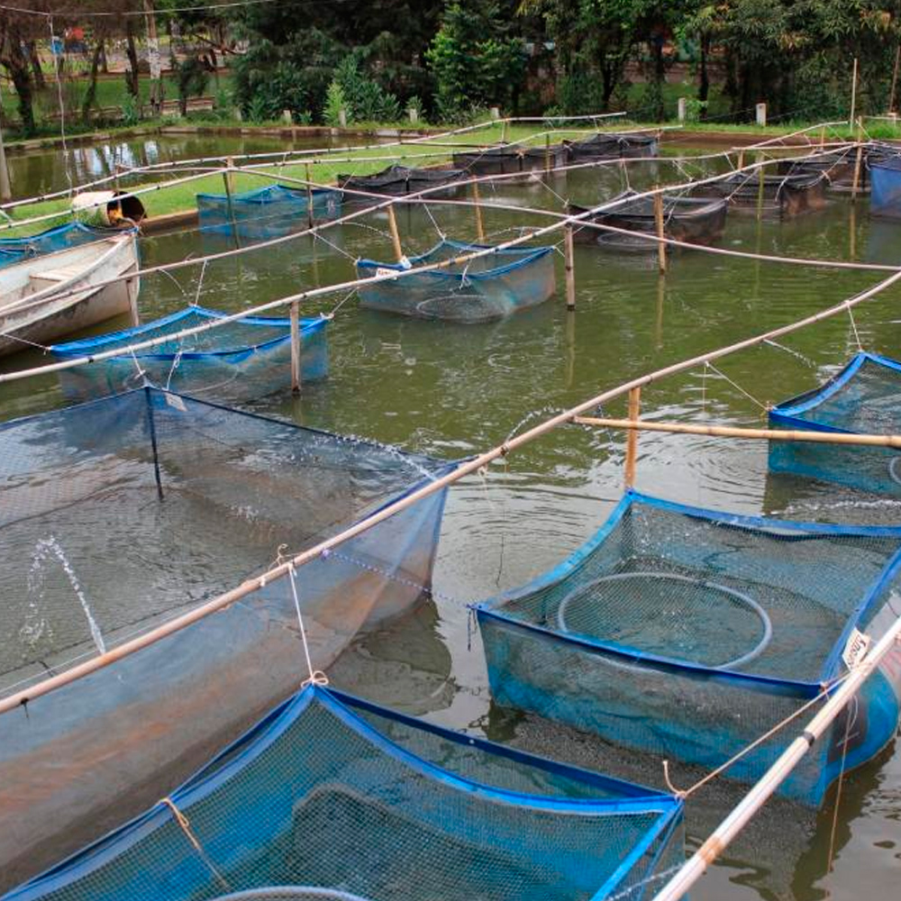 Aquicultura nas águas da União cresce 25%