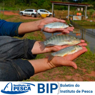 Boletim do Instituto de Pesca publica estudos sobre Aquicultura Multitrófica Integrada e Bioflocos